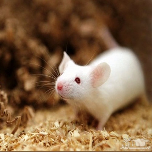 در یک اتفاق نادر، موش های نر موفق به زایمان شدند