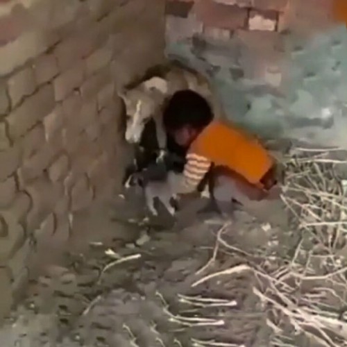 (فیلم) درگیری یک سگ با کودک بر سر توله‌هایش 