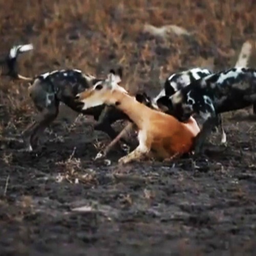(فیلم) دریدن شکم یک آهو قبل از مرگ توسط سگ‌های وحشی