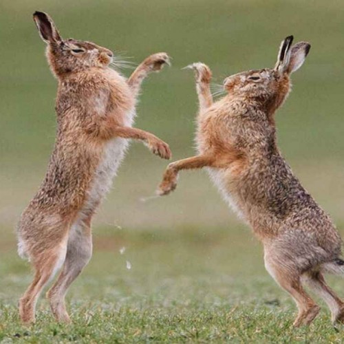 (فیلم) دعوای خنده‌دار دو خرگوش وسط خیابان