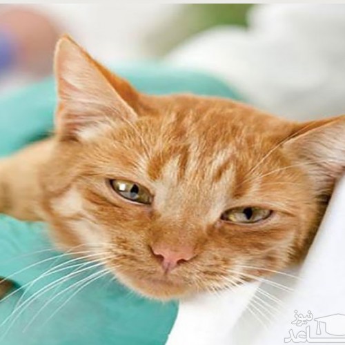 دلایل و علائم بیماری کبدی در گربه ها