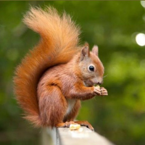 (عکس)  انبار گردو جالب یک سنجاب