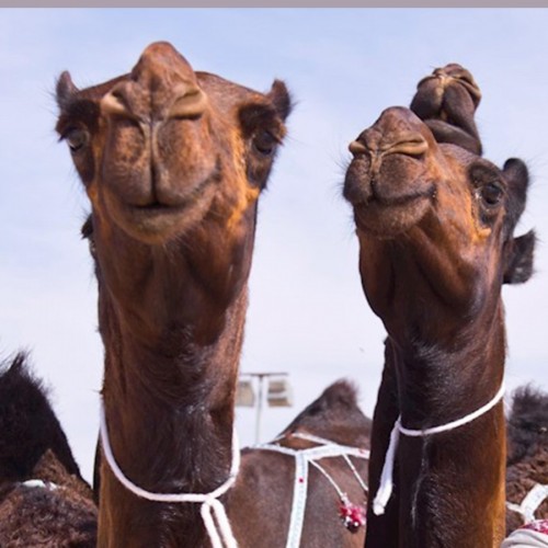 (عکس) ازدواج دو شتر نر وماده در عربستان!