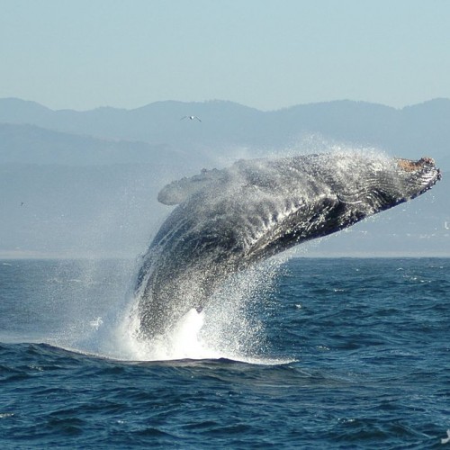 (عکس) بزرگترین موجود زنده دنیا به اندازه یک هواپیمای بوئینگ
