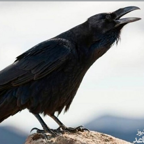 (عکس) درگیری خفاش و کلاغ