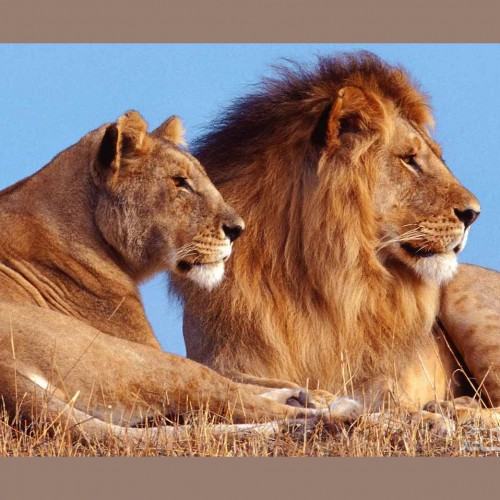 (عکس) ‏دعوای خانوادگی شیرها در حیات وحش!