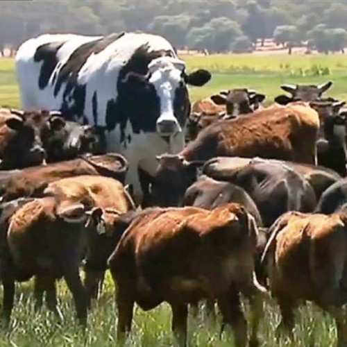 (عکس) گران‌قیمت‌ترین گاو جهان را ببینید!