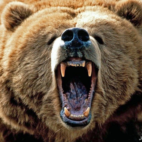 (عکس) حمله یک خرس به خانه‌ای در آمریکا