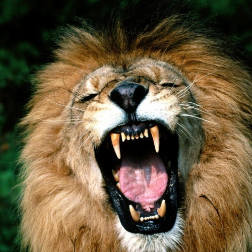 (عکس) حضور یک شیر درنده در بازی انگلیس و سنگال!