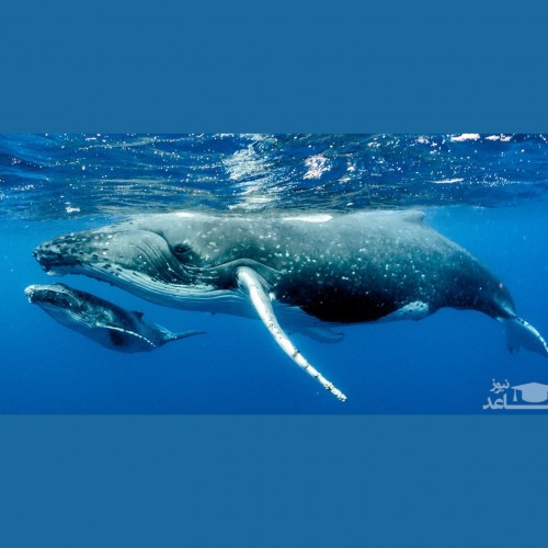 (عکس) خواب آرام نهنگ ها در اعماق اقیانوس