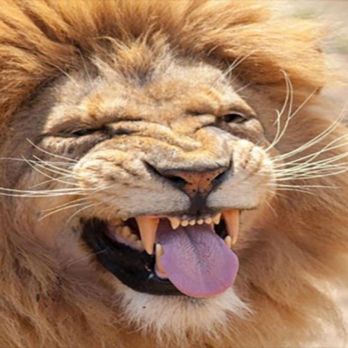 (عکس) خوب شد حیوونا طراحی بلد نیستن