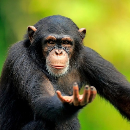 (عکس) میمون بامزۀ عکاس