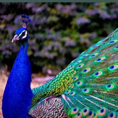 (عکس) قدم زدن زیبای طاووس ها بر بام خانه