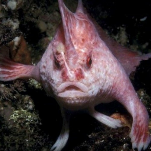 (عکس) رویت دوباره ماهی عجیب دست دار