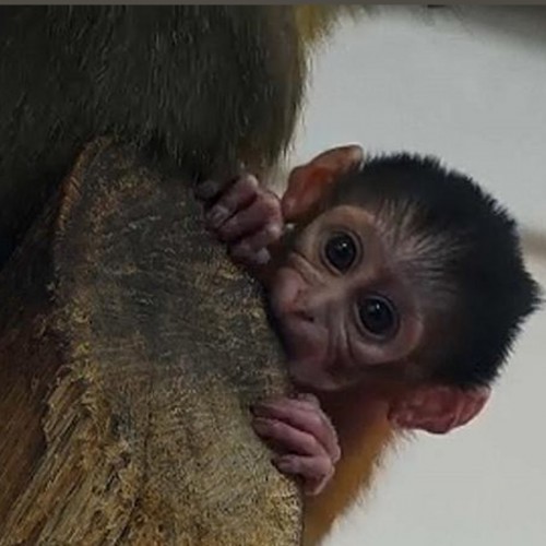 (عکس) شکار بی‌رحمانه میمون مادر