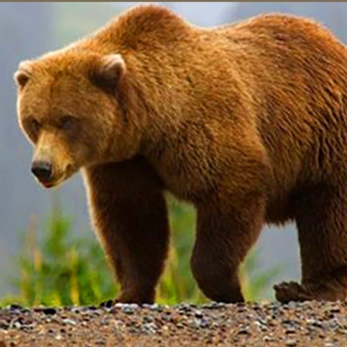 (عکس) ورود بی‌اجازه خرس به خانه‌ شهروند کانادایی!