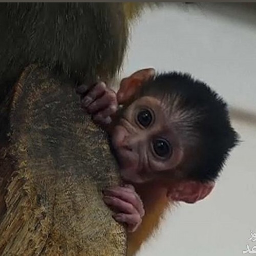 (عکس) زبان درازی میمون تازه متولد شده در آغوش مادر!