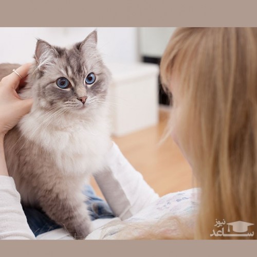 علل و علائم قارچ پوستی یا بیماری درماتوفیت در گربه  