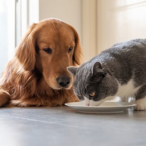 علل و علائم مسمومیت سگ و گربه و روش های درمان