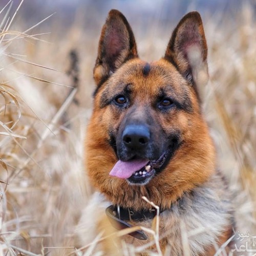 علت و علائم بیماری فون ویلبراند در سگ ها