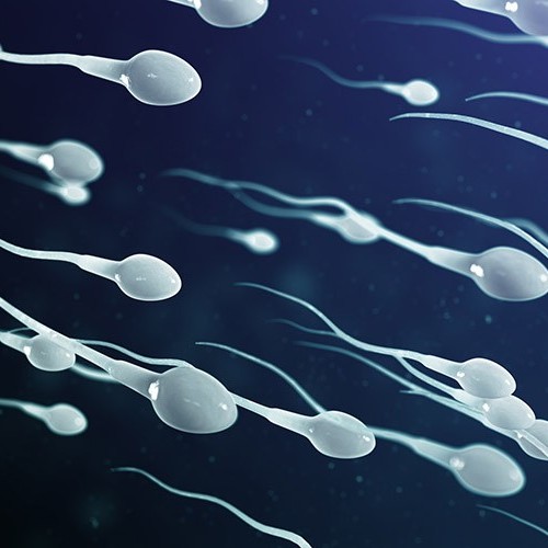 اسپرم مردان چگونه تولید می شوند؟