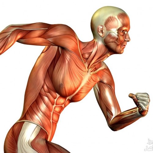 نقش فیبر عضلانی در ورزش