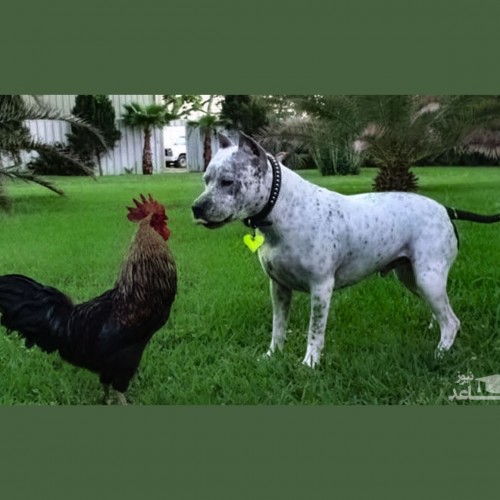 (فیلم) عاقبت خنده‌دار شاخ و شانه کشیدن سگ برای یک خروس