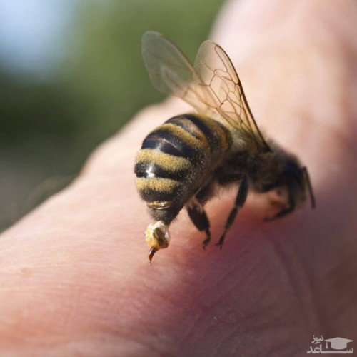 (فیلم) عاقبت تلاش برای خوردن زنبور توسط یک سلبریتی!