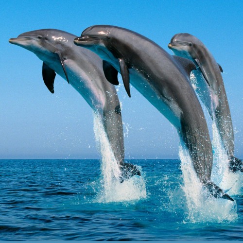 (فیلم) عاشقانه‌های دو دلفین؛ دست در دست در حال گشت‌وگذار
