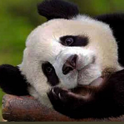 (فیلم) علاقه جالب خرس پاندا به بامبو