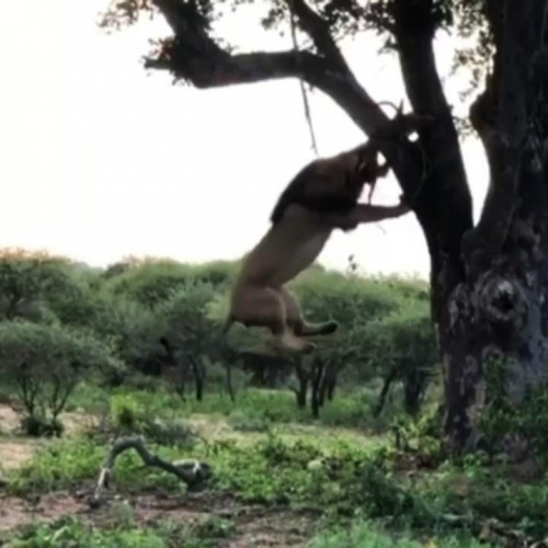 (فیلم) آویزان شدن شیرها از درخت برای خوردن شکار پلنگ!