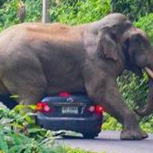 (فیلم) بازی گران قیمت فیل غول پیکر با سرنشینان یک خودروی سواری