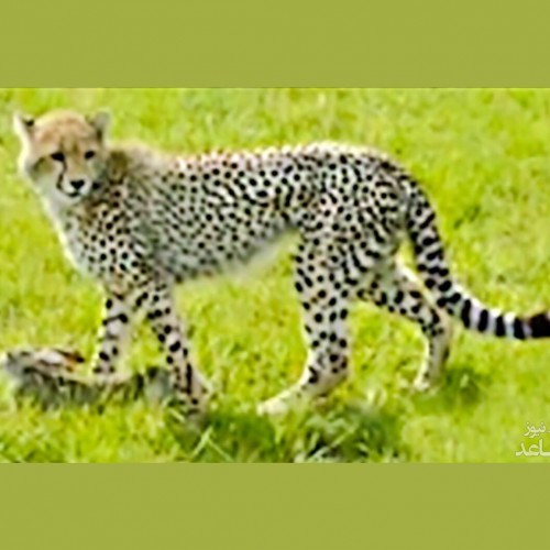 (فیلم) بازی یوزپلنگ جوان با اولین شکارش!