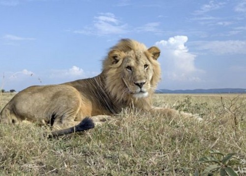 ببینید/ حمایت شش دانگ یک شیر از بچه گوزن