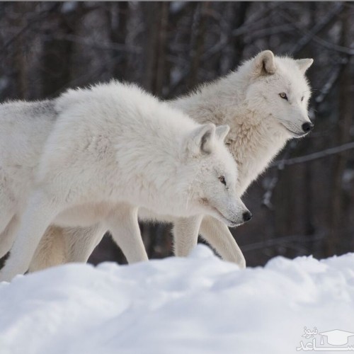 (فیلم) برف بازی جالب گرگ‌های قطبی در کانادا