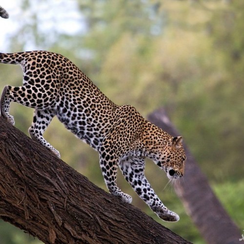 (فیلم) برتری پلنگ بر کفتار به دلیل داشتن یک آپشن بیشتر در شکار!