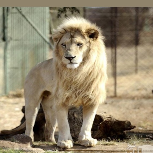 (فیلم) بزرگ کردن ۶۲ شیر در خانه توسط مرد عراقی