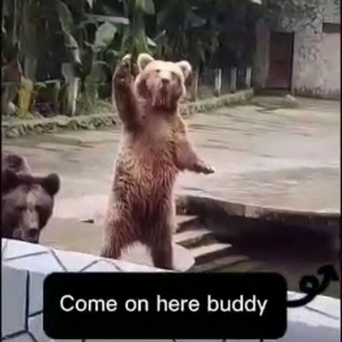 (فیلم) درخواست جالب خرس‌ برای غذا پربیننده شد
