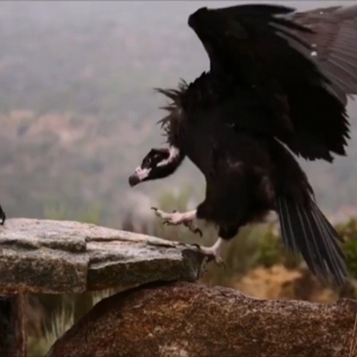 (فیلم) دعوای عقاب طلایی با کرکس سیاه بر سر غذا