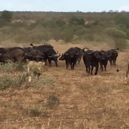 (فیلم) دفاع شیر نر از جفتش در برابر حمله بوفالوها