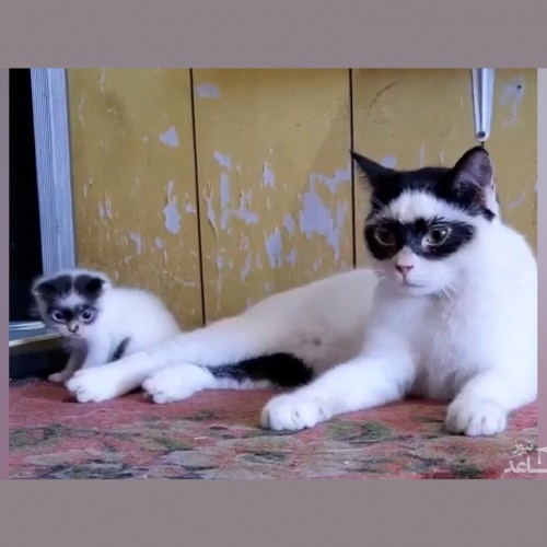(فیلم) دو گربه با شکل و شمایل زورو!