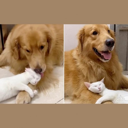 (فیلم) دوستی عجیب یک سگ و گربه با هم!