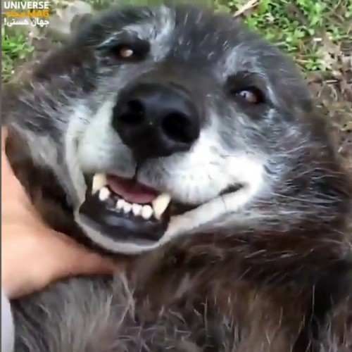 (فیلم) دوستی باورنکردنی دختر جوان با گرگ