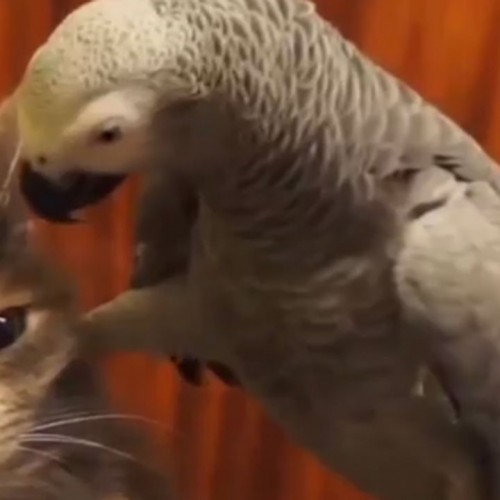 (فیلم) دوستی جالب طوطی با گربه