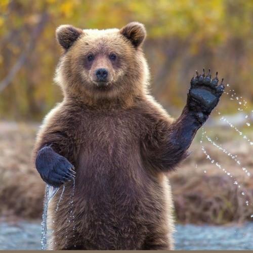 (فیلم) دست تکان دادن خرس قهوه‌ای برای تکه‌ای نان
