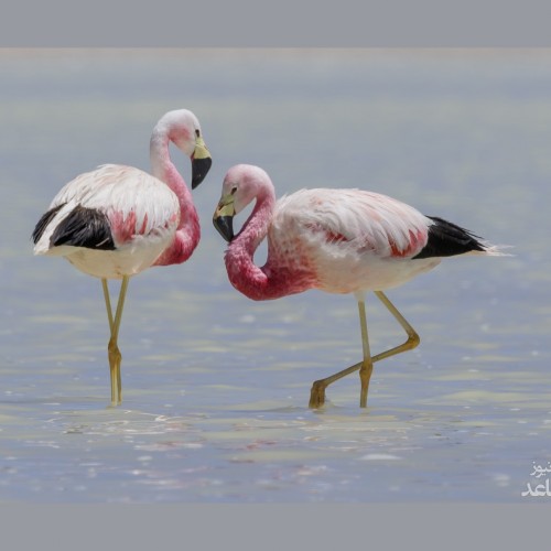 (فیلم) فیلم فوق العاده دیدینی از دسته ای از فلامینگوها در پاییز امسال