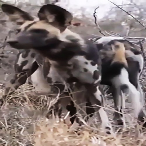 (فیلم) فرار پلنگ به بالای درخت از ترس چند سگ‌ وحشی