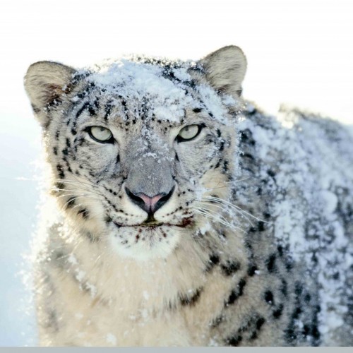 (فیلم) فرار پلنگ برفی از شاخ‌های گاو‌ تبتی پس از ناکامی در شکار