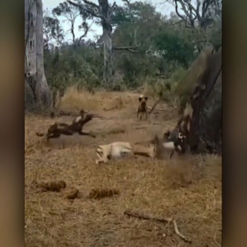 (فیلم) فرار پلنگ و رها کردن شکارش پس از حمله قلدرانه سگ‌های وحشی