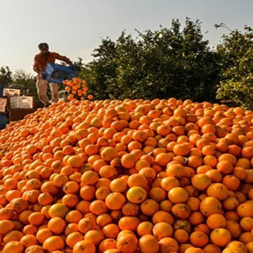 (فیلم) غارت اموال تجار توسط مردم در پی آتش سوزی در گمرک